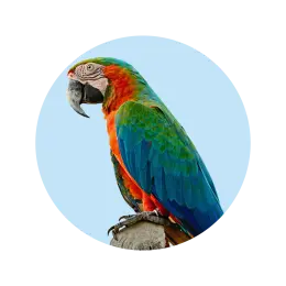 مستلزمات الطيور