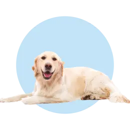 مستلزمات الكلاب