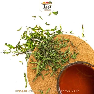  حبق المدينة | نعناع مديني - حساوي 