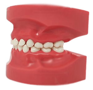 Model Teeth Pediatric Nissin 