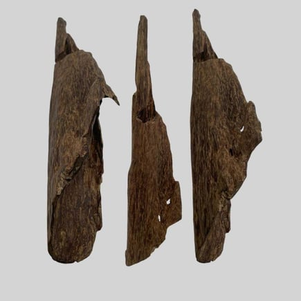 قطعة عود سمباوا نادرة 