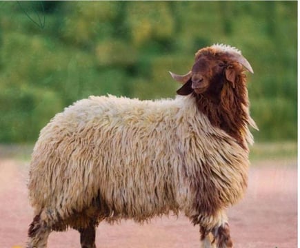 نعيمي كامل وسط 25  كيلو تقريبا  