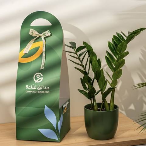 نبتة الزاميا - حوض سيراميك أخضر