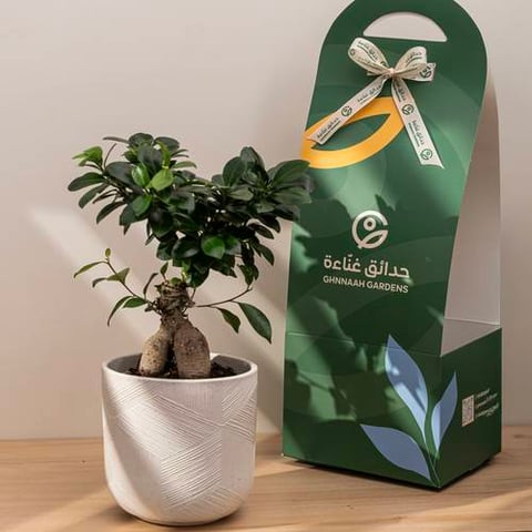 نبتة البونساي - حوض سيراميك أبيض