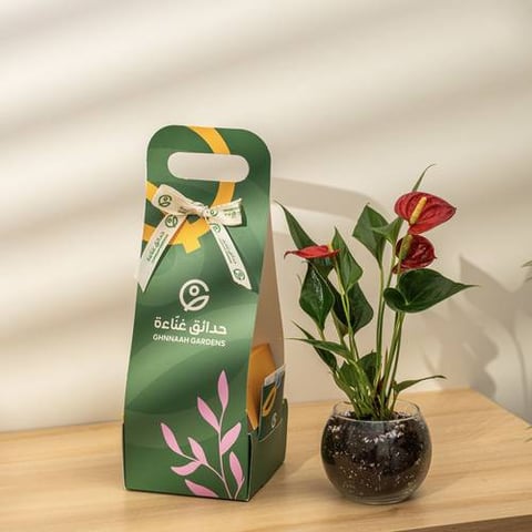 نبتة الانتوريوم
