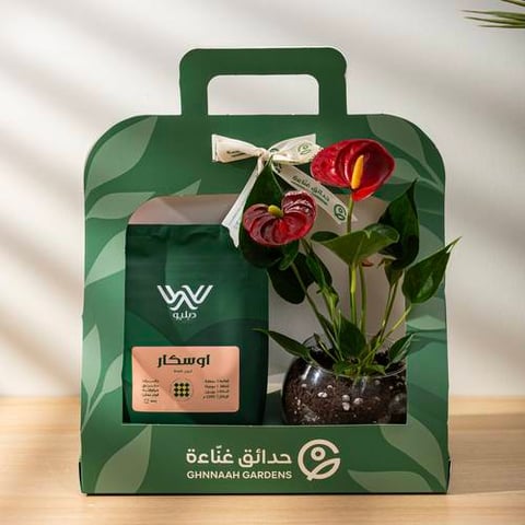 نبتة الانتوريوم مع بُن قهوة