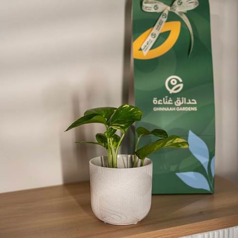 نبتة البوتس - حوض سيراميك