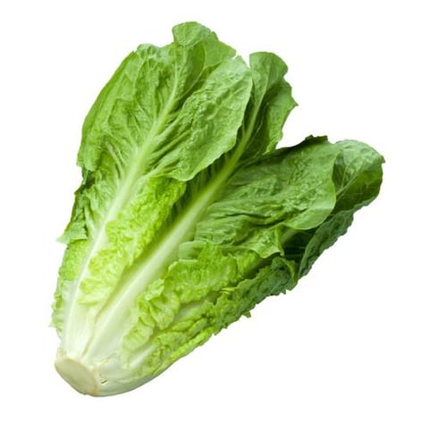 green lettuce 1pc about 300 -550gm