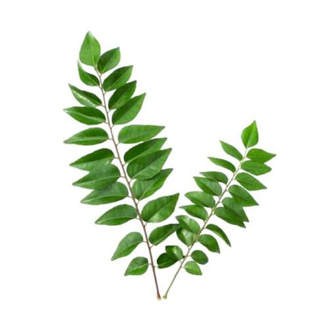 ورق الغار رزمه
