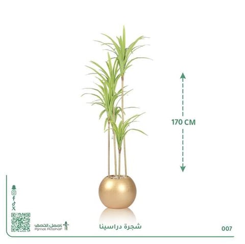 شجرة دراسينا صناعية بحوض دائري