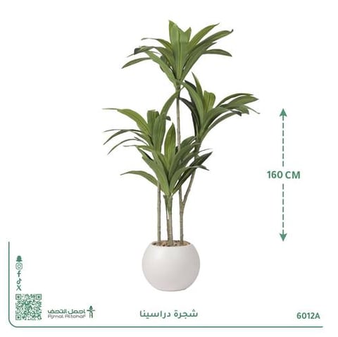 شجرة دراسينا صناعية بحوض بلاستيك دائري