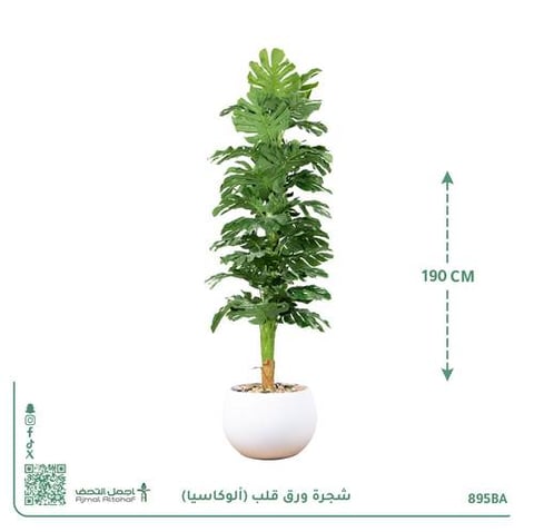شجرة ورق قلب (ألوكاسيا) صناعية بحوض بلاستيك دائري
