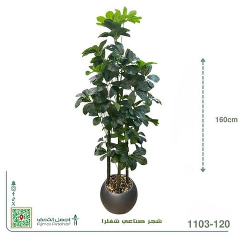  1103-120 شجرة الشفلرا (Schefflera)، وتُعرف أيضاً باسم 