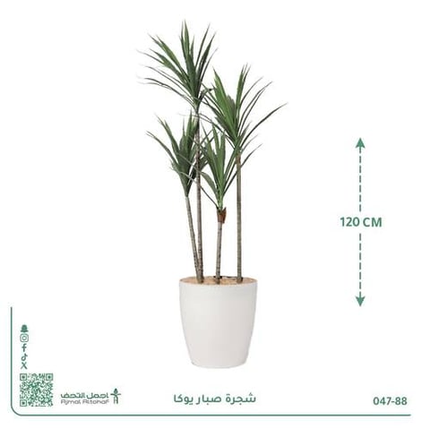شجرة صبار يوكا صناعية بحوض بلاستيك دائري