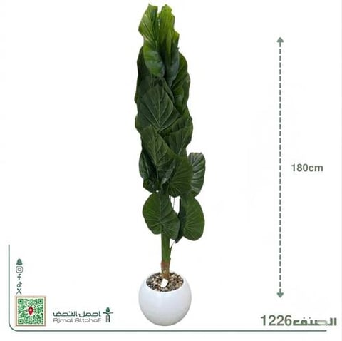  1226شجرة الألوكاسيا (Alocasia) وتُعرف أيضاً باسم شجرة أذن الفيل الصناعية العمودية.بأرتفاع180سم