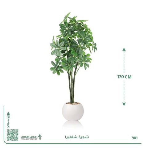 شجرة شفليرا صناعية بحوض دائري