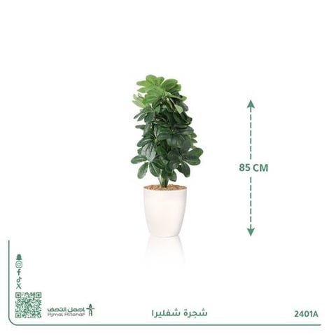 شجرة شفليرا صناعية بحوض أسطواني