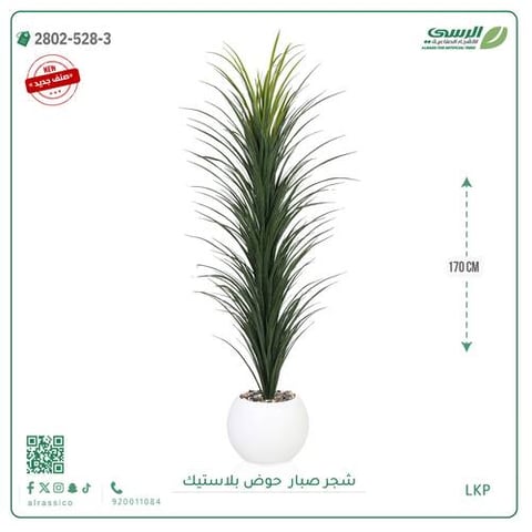  شتلة صبار بمركن بلاستيك دائري