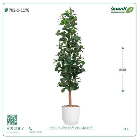 شجرة ورق ليمون صناعية خضراء (ارتفاع 165 سم) حوض بلاستيك
