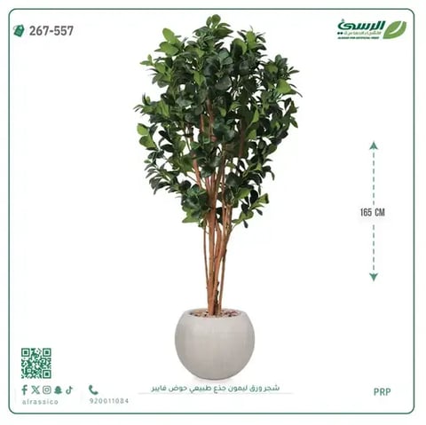 شجرة ليمون صناعية جذع طبيعي (ارتفاع 165 سم) حوض فيبر