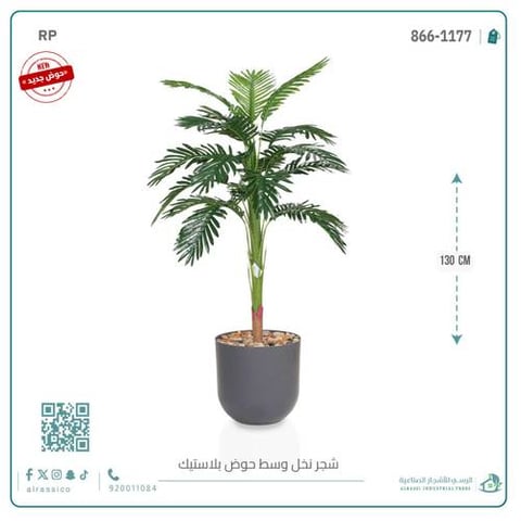 شجرة نخل صغير بمركن بلاستيك أسطواني