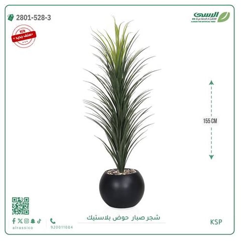شتلة صبار بمركن بلاستيك جرة