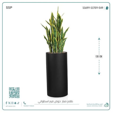  صبار سنسفيرا  أصفر (9 فروع) بمركن فيبر أسطواني