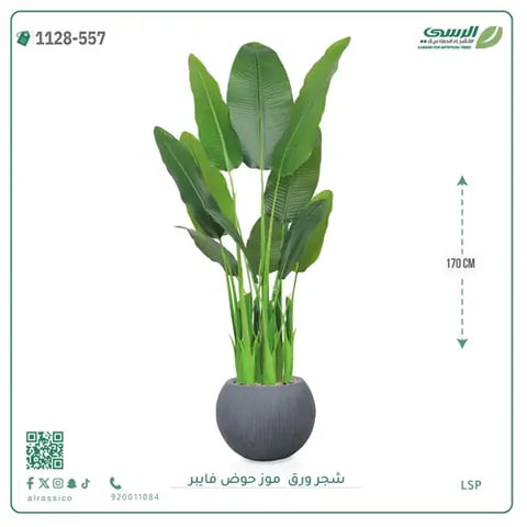 شجر موز صناعية ( ارتفاع 170 سم ) حوض فيبر