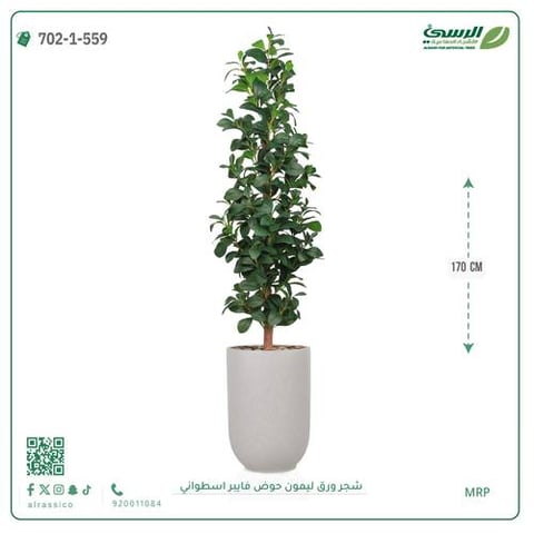 شجرة ورق ليمون صناعية (ارتفاع 170 سم) حوض فيبر أسطواني