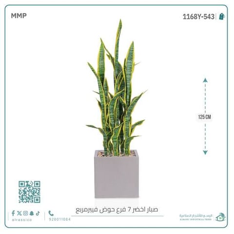  صبار سنسفيرا  أصفر (7 فروع) بمركن فيبر مربع 