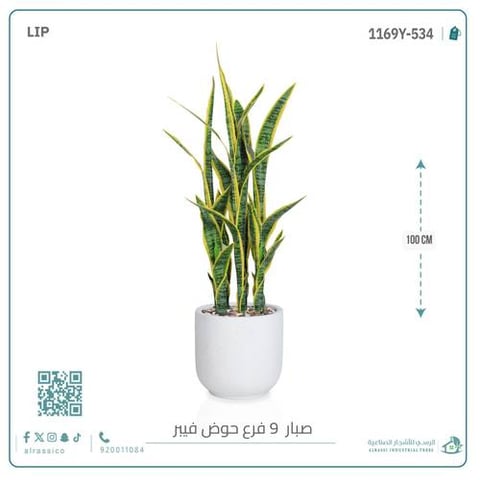  صبار سنسفيرا  أصفر (9 فروع) بمركن فيبر  أسطواني