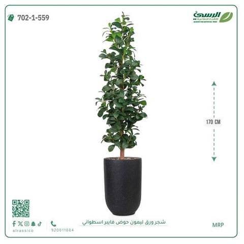 شجرة ورق ليمون صناعية (ارتفاع 170 سم) حوض فيبر أسطواني