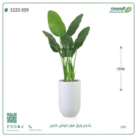 شجرة موز صناعية ( ارتفاع 170 سم ) حوض فيبر