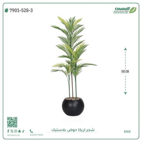 شجرة اريكا صناعية ( ارتفاع 165 سم ) حوض بلاستك