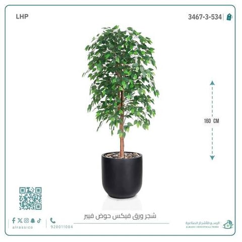شجرة ورق فيكس اصطناعية بمركن فيبر أسطواني