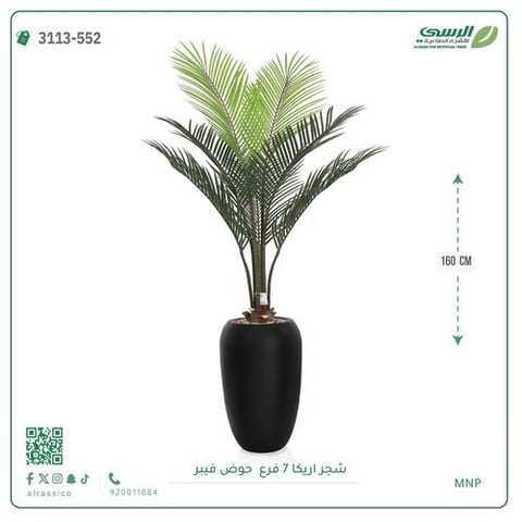 شجر أريكا (7 فروع) بارتفاع (160)بمركن فيبر أسطواني