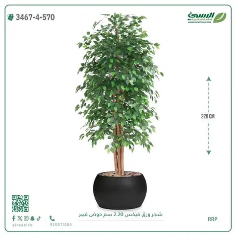 شجر فيكس صناعية (ارتفاع 220 سم) حوض فيبر