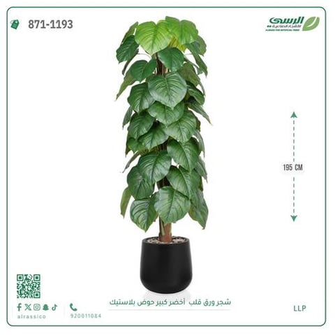 شجرة ورق قلب(ألوكاسيا) اصطناعية ( ارتفاع 195 سم ) حوض بلاستيك