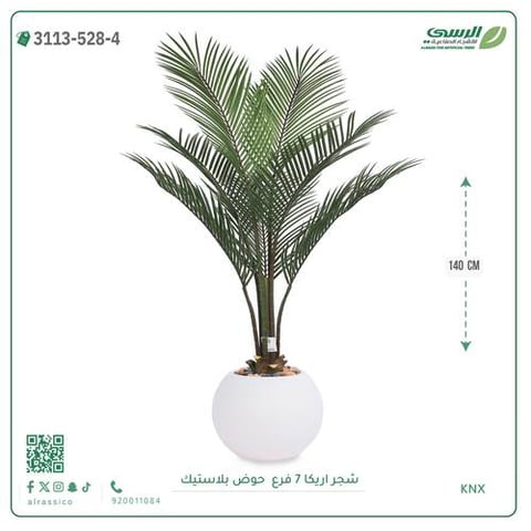  شجر أريكا (7 فروع) بارتفاع(140)بمركن بلاستيك دائرى 