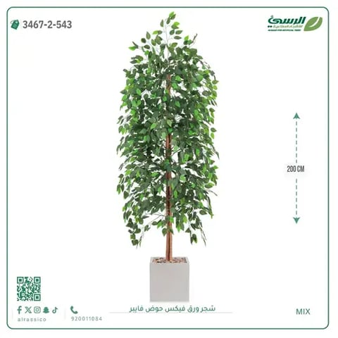 شجر ورق فيكس صناعية (ارتفاع 200 سم) حوض فيبر