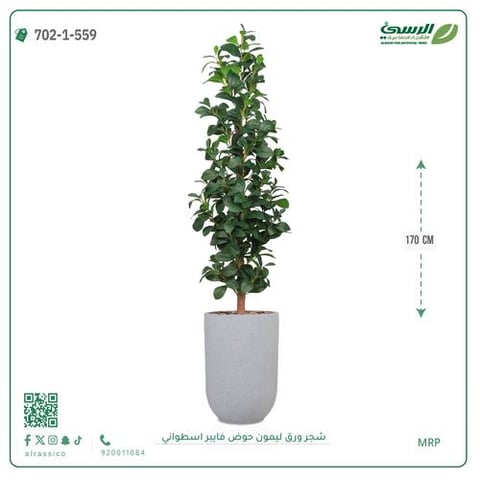 شجرة ورق ليمون صناعية (ارتفاع 170 سم) حوض فيبر أسطواني