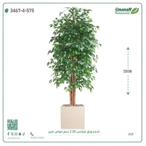 شجر فيكس صناعية (ارتفاع 220 سم) حوض فيبر