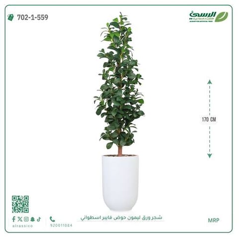 شجرة ورق ليمون صناعية (ارتفاع 170 سم) حوض فيبر أسطواني
