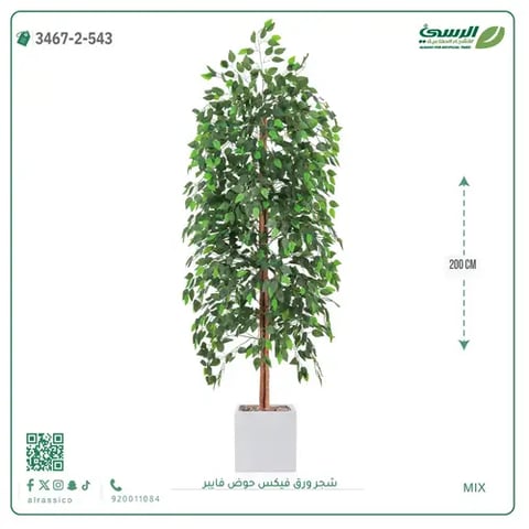 شجر ورق فيكس صناعية (ارتفاع 200 سم) حوض فيبر