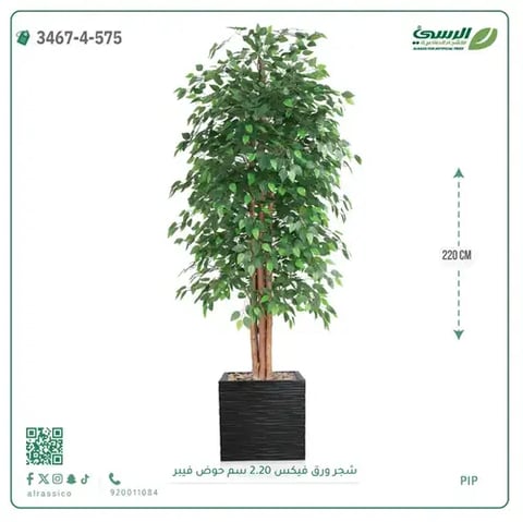 شجر فيكس صناعية (ارتفاع 220 سم) حوض فيبر