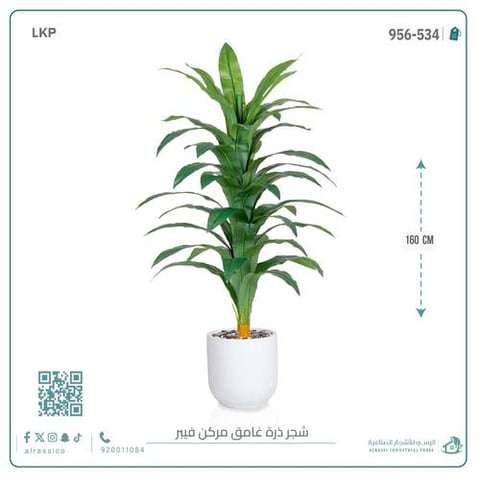 شجرة نبات الذرة (دراسينا) الاصطناعية بمركن فيبر أسطواني