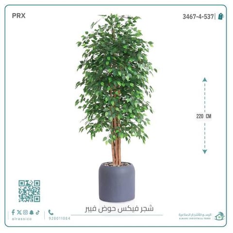 شجرة ورق فيكس اصطناعية بمركن فيبر  أسطواني