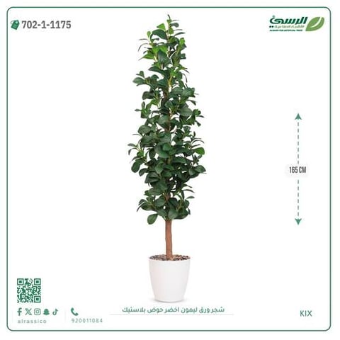 شجرة ورق ليمون صناعية خضراء (ارتفاع 165 سم) حوض بلاستيك