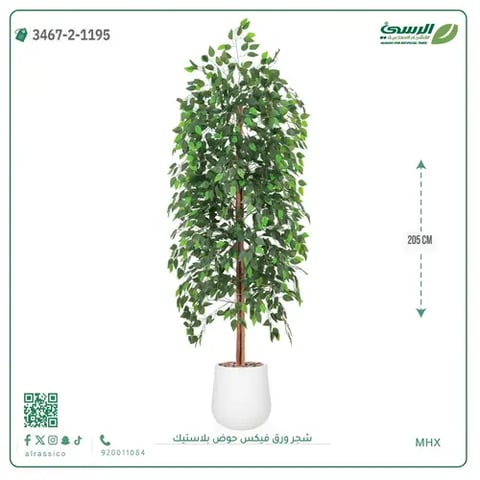 شجر ورق فيكس صناعية (ارتفاع 205 سم) حوض بلاستيك