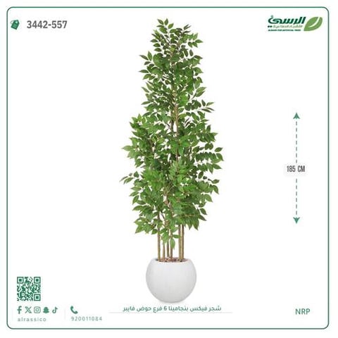 شجرة فيكس بنجامينا صناعية 6 فروع (ارتفاع 185 سم) حوض فيبر
